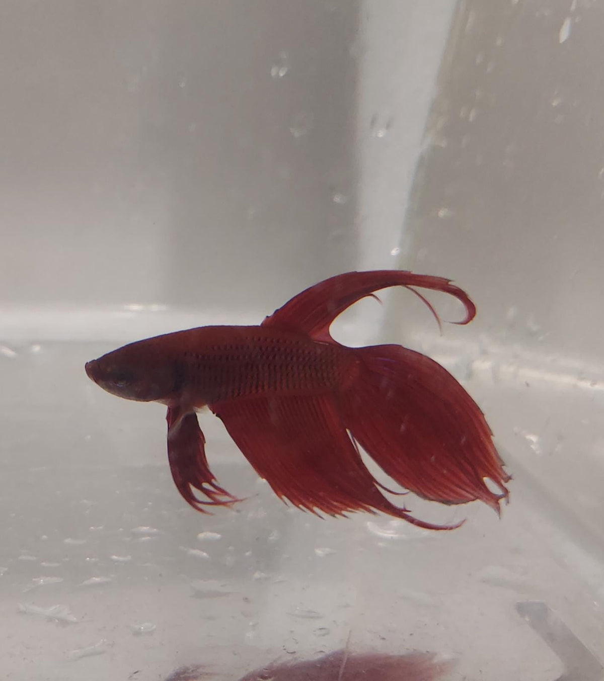 Betta splendens Classic Tail Male