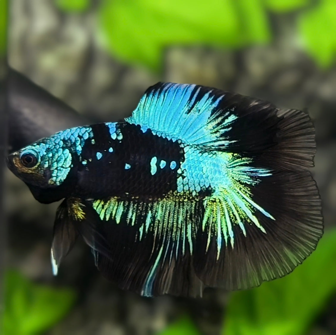 Betta splendens Avatar Galaxy Doubletail Plakat Male