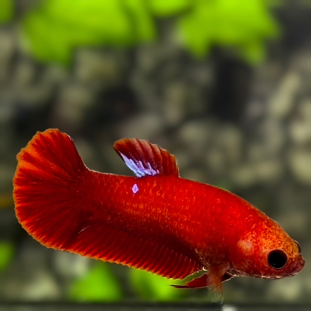 Betta splendens Hellboy Unsexed