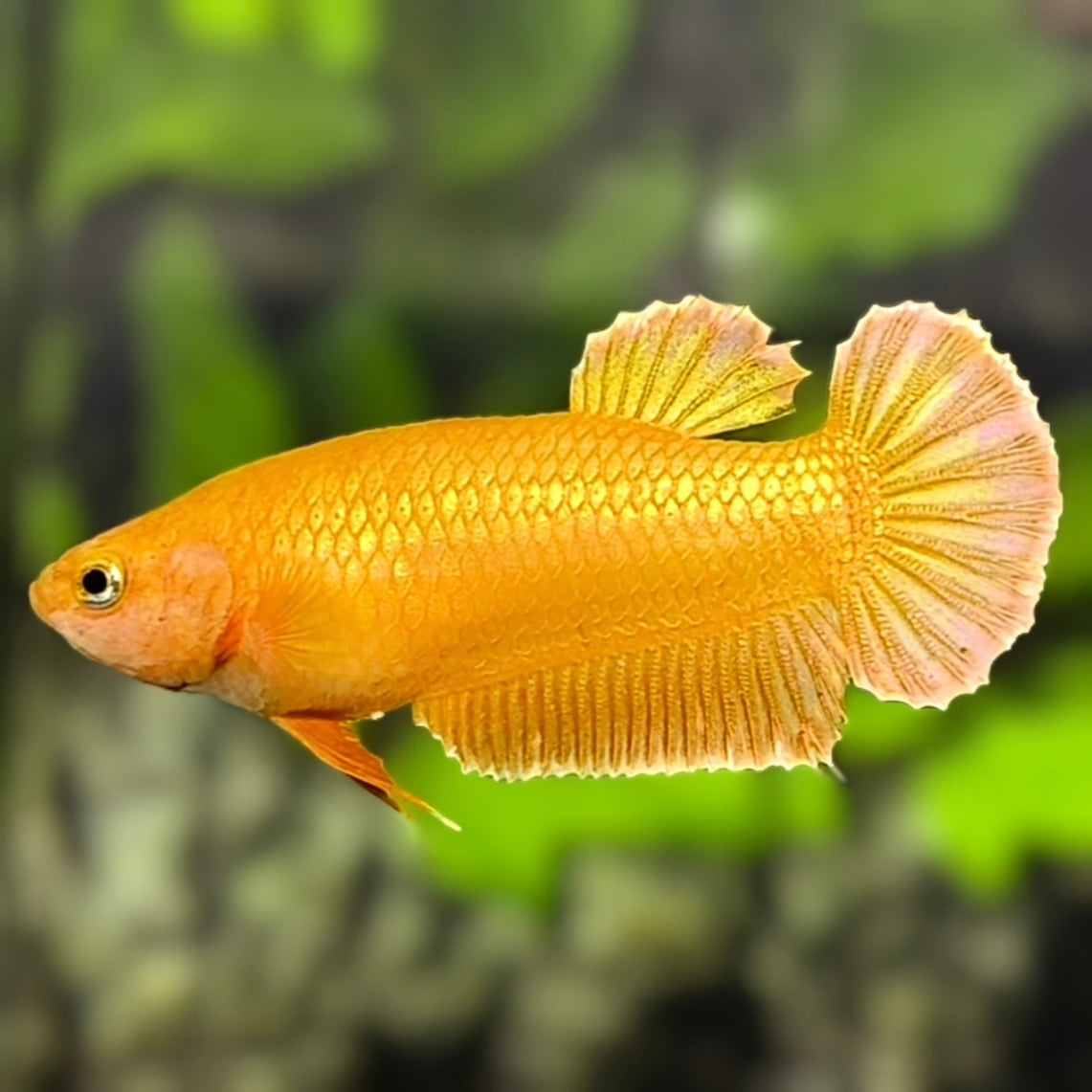Betta splendens Copper Galaxy Gold Female