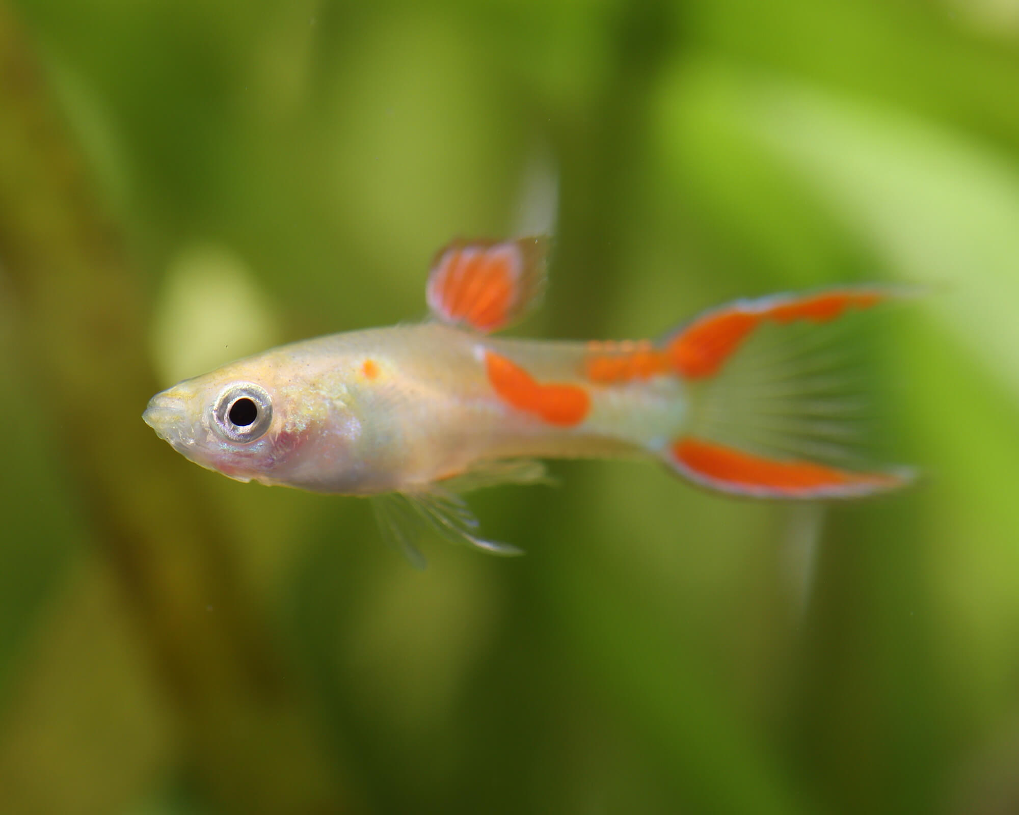ENDLER CALICO MACHO – 2cm