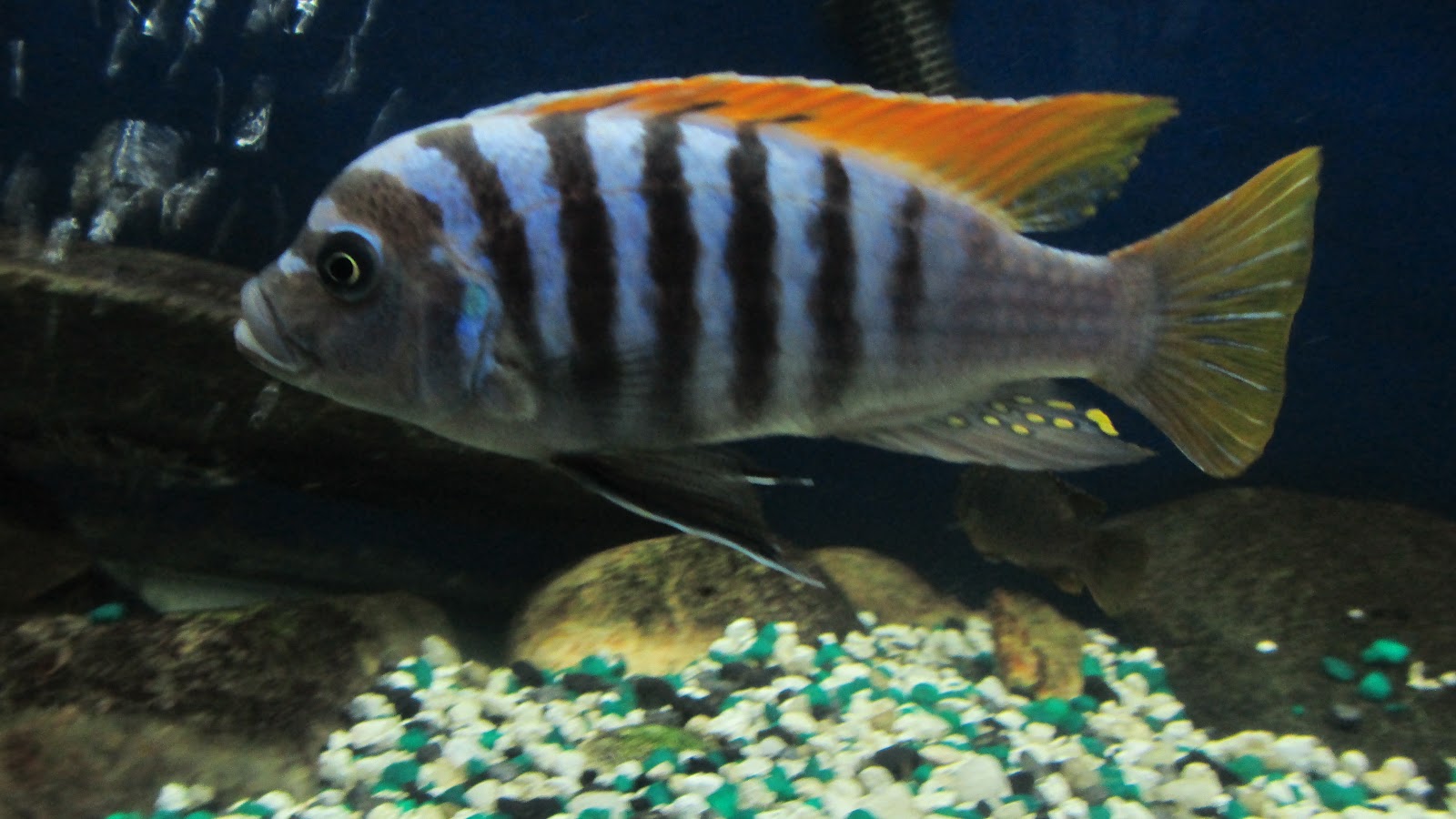 Cynotilapia fletti-red top