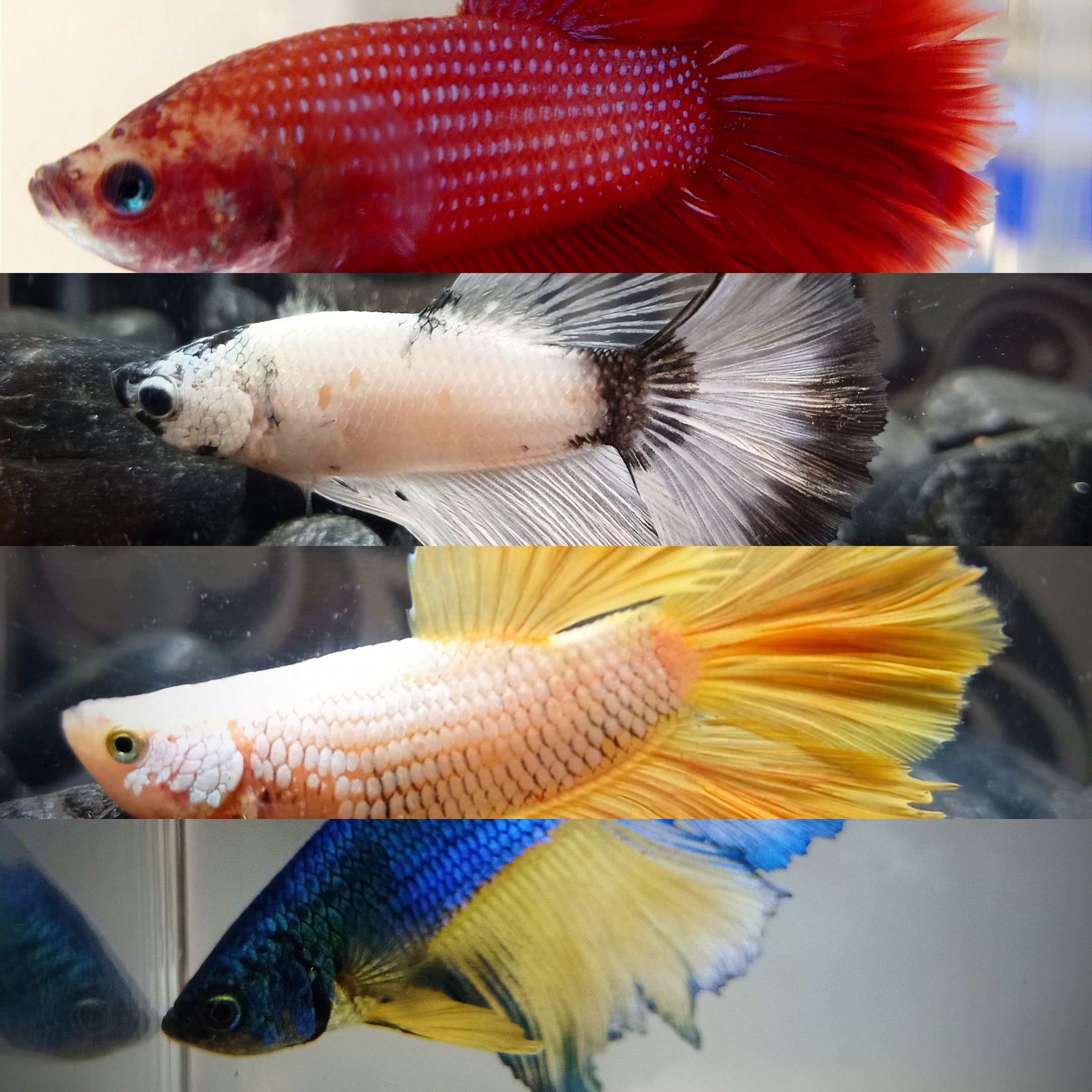 Betta splendens Superdelta Male