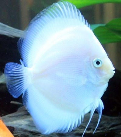 Symphysodon spp. "White Diamond"