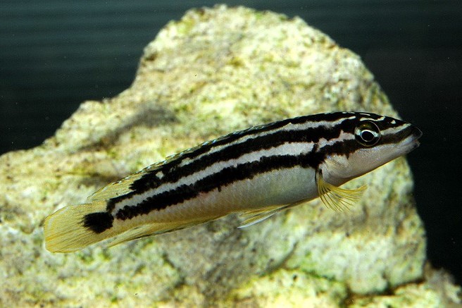 Julidochromis ornatus kasenga