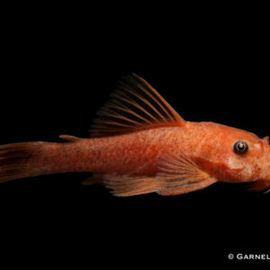 Ancistrus sp. LDA16 Red/Black