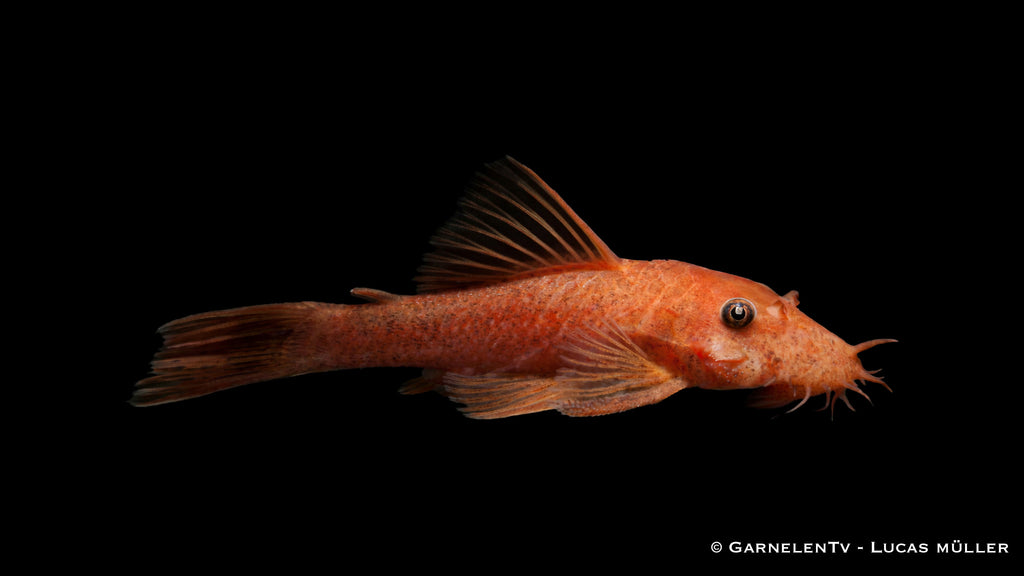 Ancistrus sp. LDA16 Red/Black
