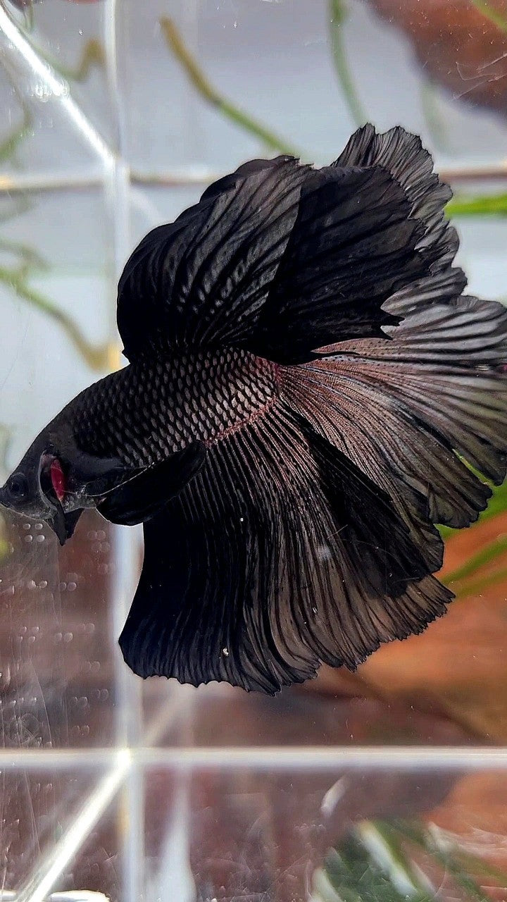 Betta splendens Halfmoon Rosetail Unsexed