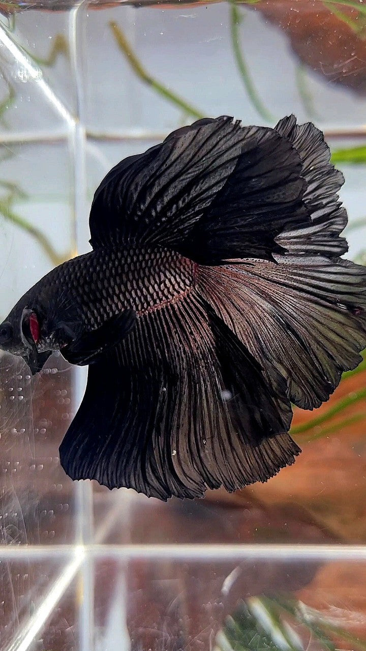 Betta splendens Rosetail Male