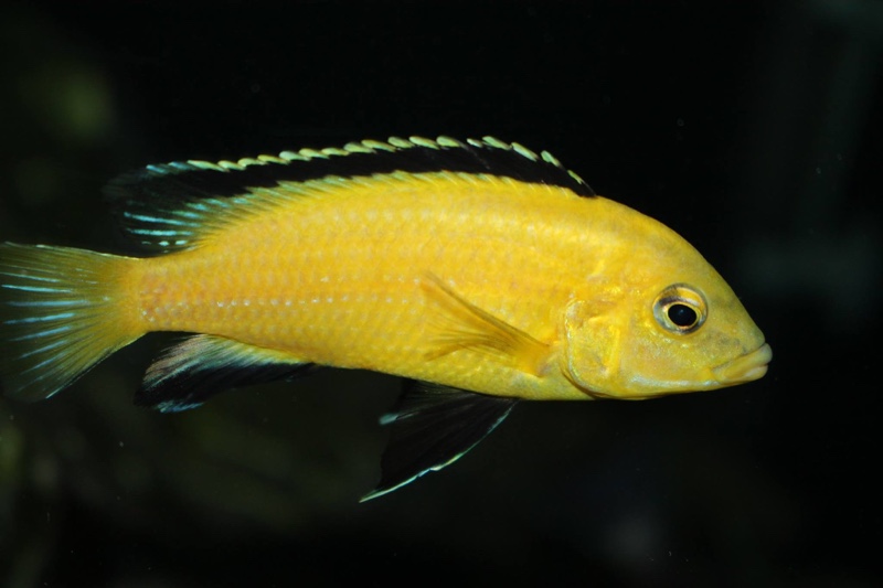 Labidochromis yellow kakusa