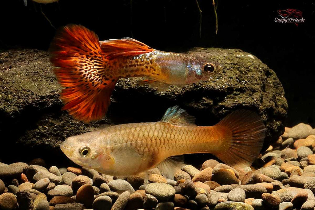 GUPPY SNAKESKIN KOI PAREJAS (x ud) – 2,5-3cm