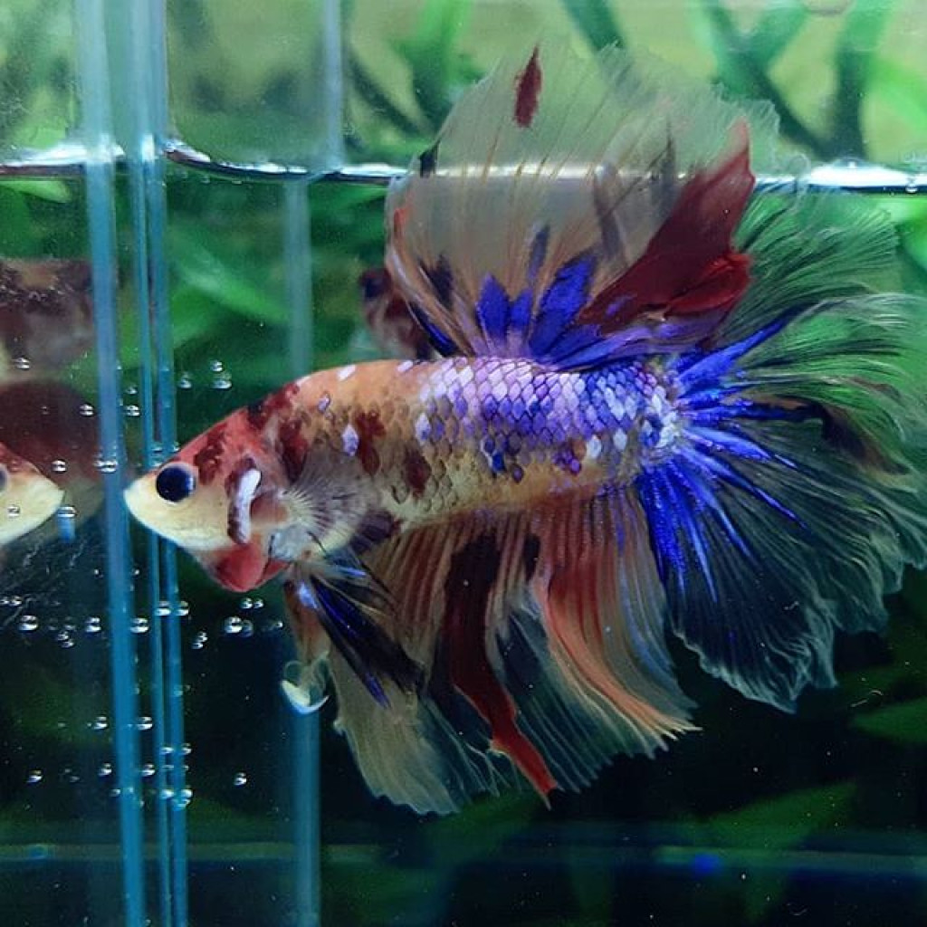 Betta splendens Koi Longtail Unsexed