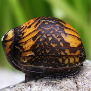 CARACOL BATIK