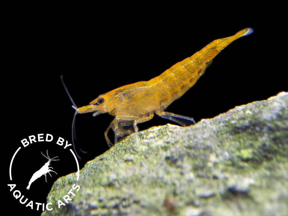 ORANGE – 1,2–1,5 cm
