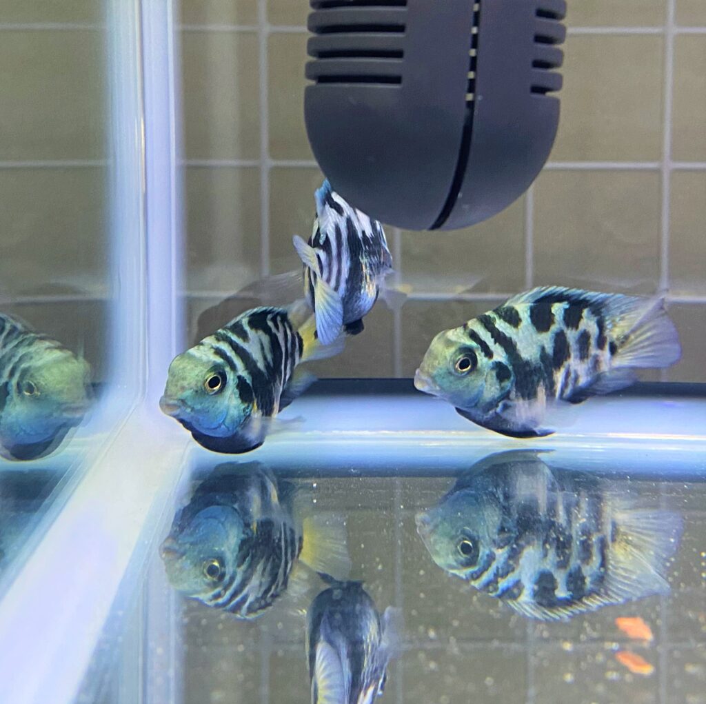 Cichlidae hybrid "Blue Tiger Parrot"