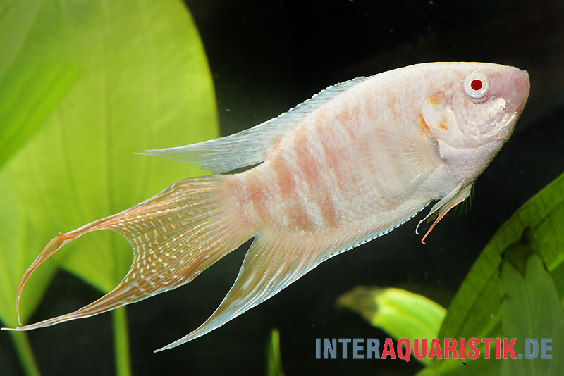 Macropodus opercularis Albino