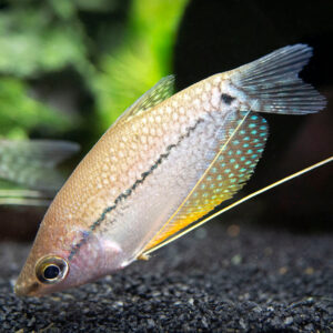 Trichopodus leerii