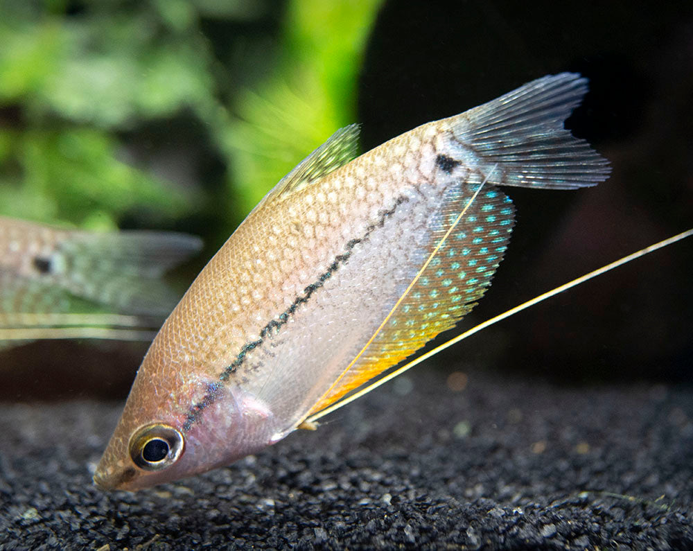 Trichopodus leerii