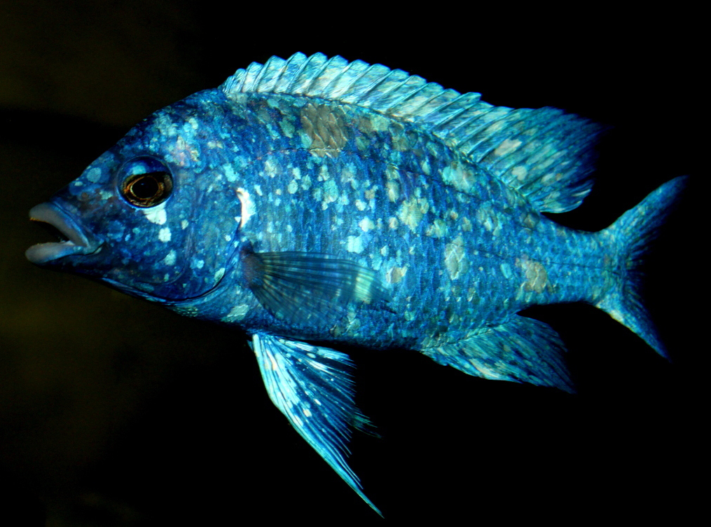 Placidochromis phenochilus lupingu