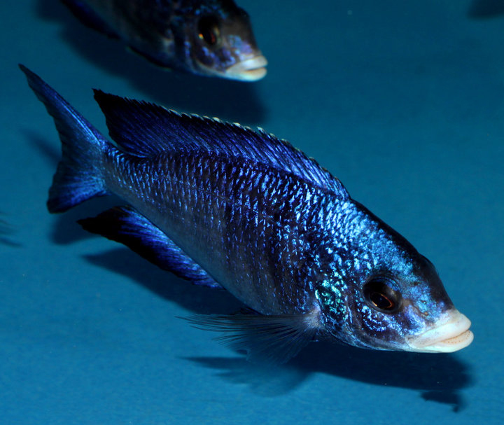 Placidochromis phenochilus mdoka white lips