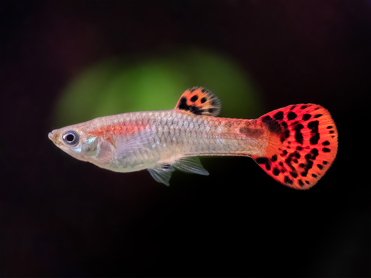 GUPPY SNAKESKIN KOI HEMBRA – 2,5-3cm