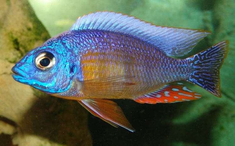Protomelas fenestratus taiwan