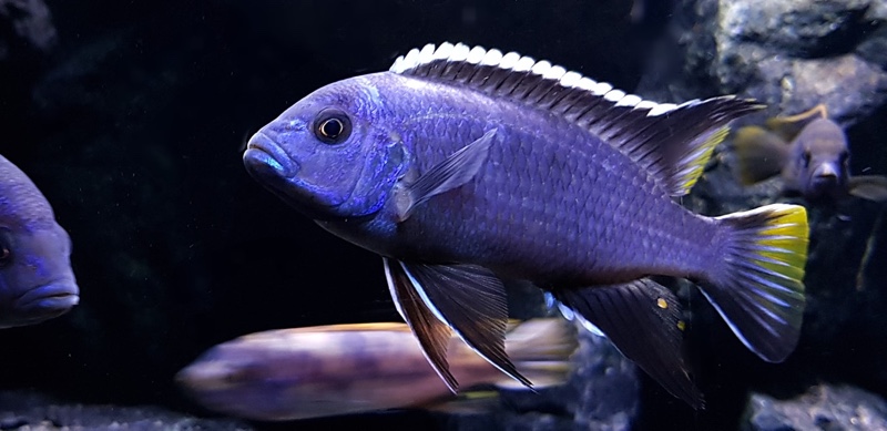 Pseudotropheus acei itungi