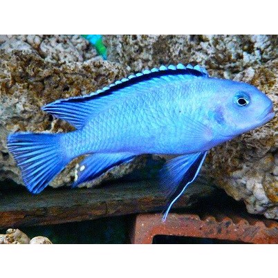 Pseudotropheus socolofi cobalt