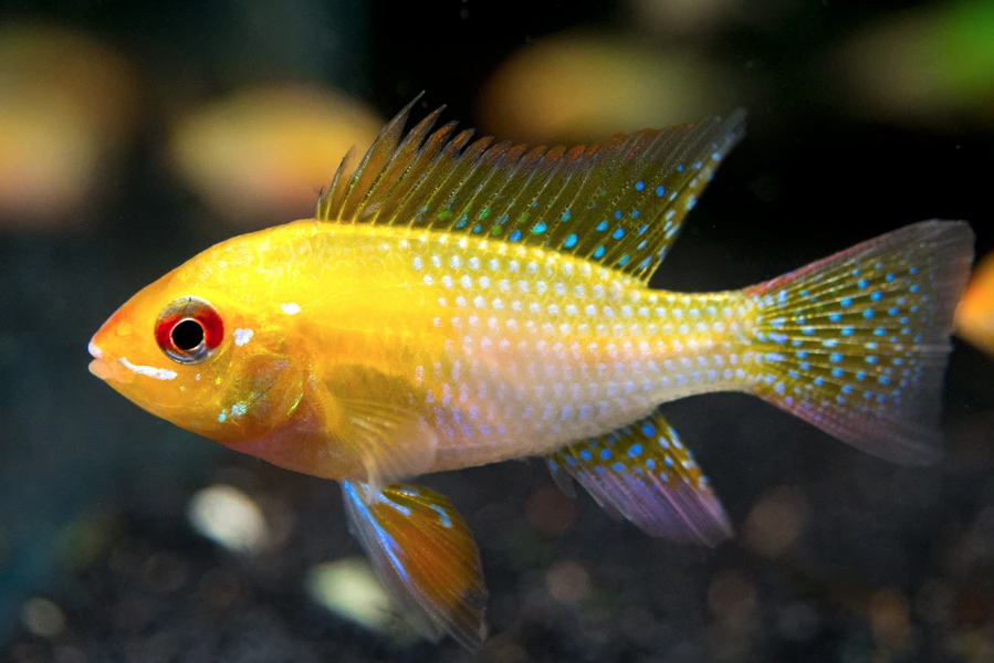 Mikrogeophagus ramirezi gold