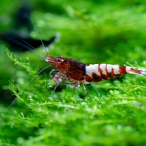 Caridina sp. "Red Pinto"