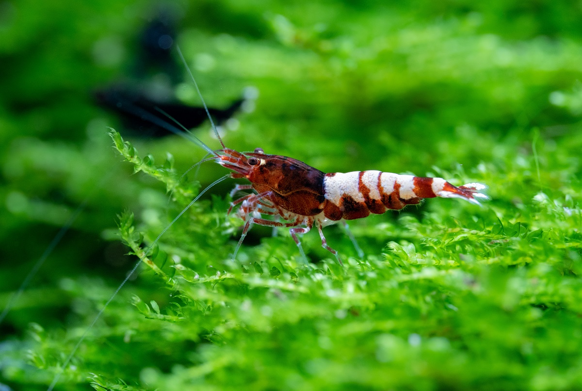 RED PINTO – 0,8–1,2 cm