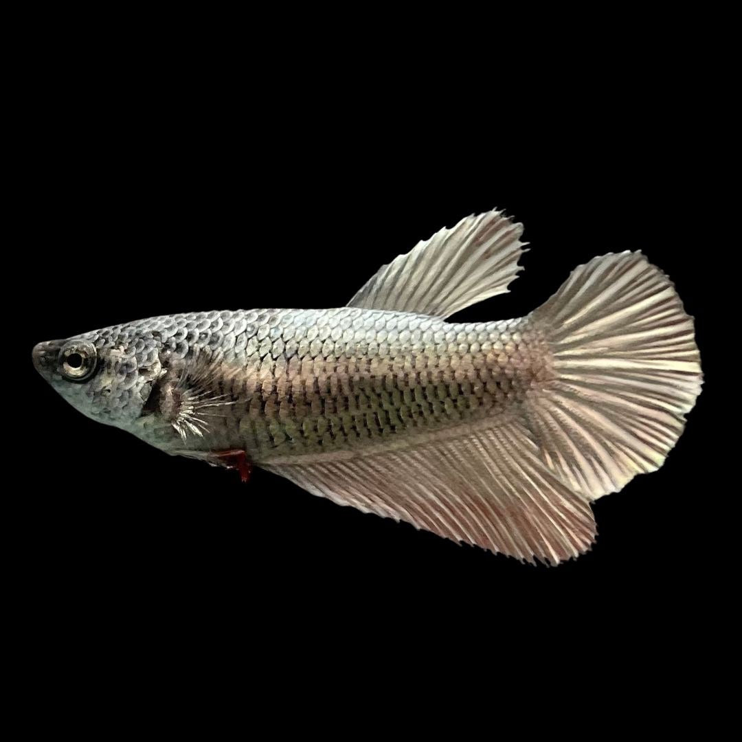 Betta splendens Dragon Female