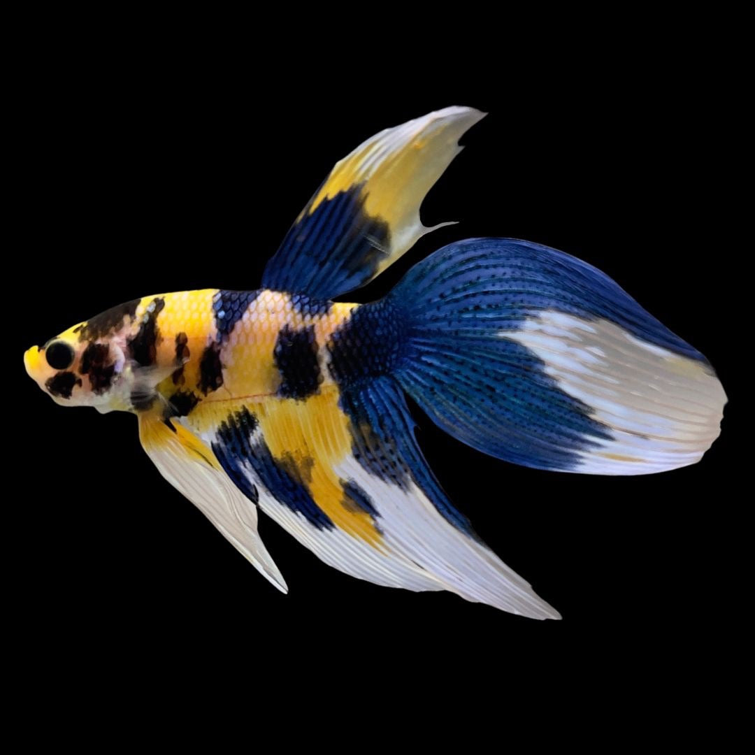 Betta splendens Koi Yellow Male