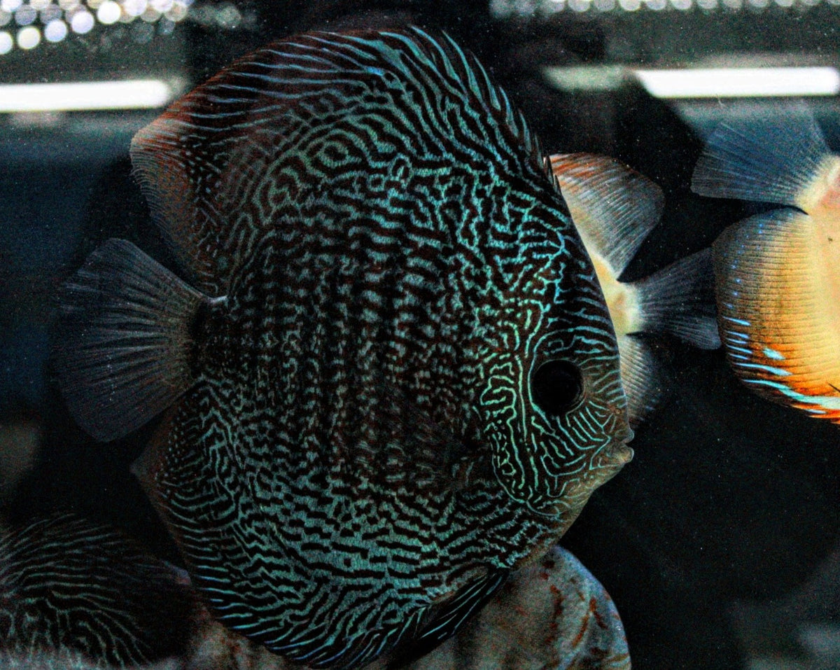 Symphysodon spp. "Blue Snakeskin"