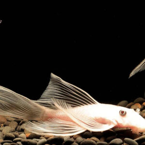 Ancistrus sp. "Snow White" Long Fin