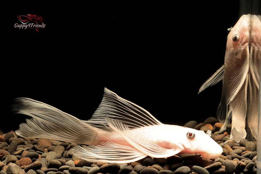 Ancistrus sp. "Snow White" Long Fin