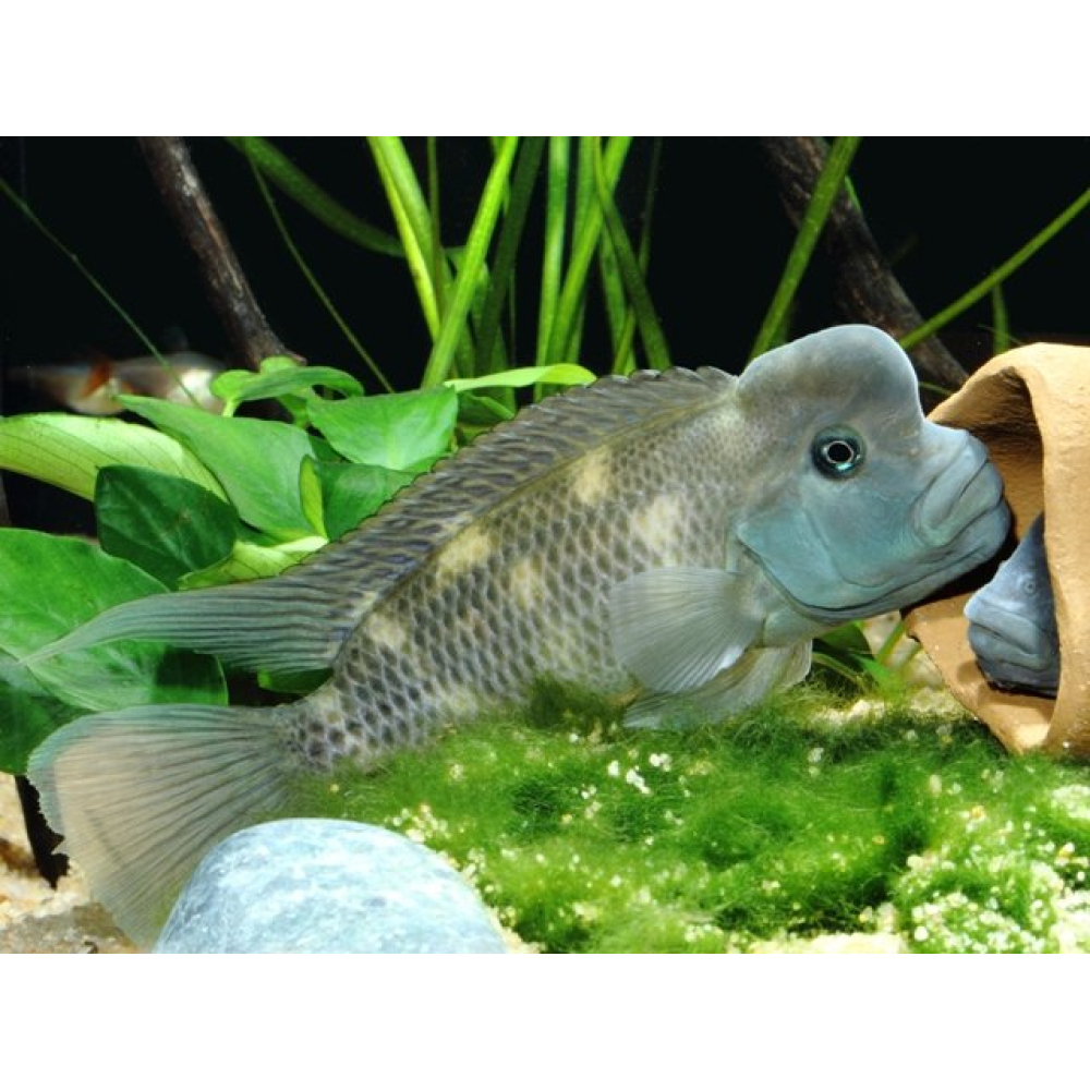 Steatocranus casuarius