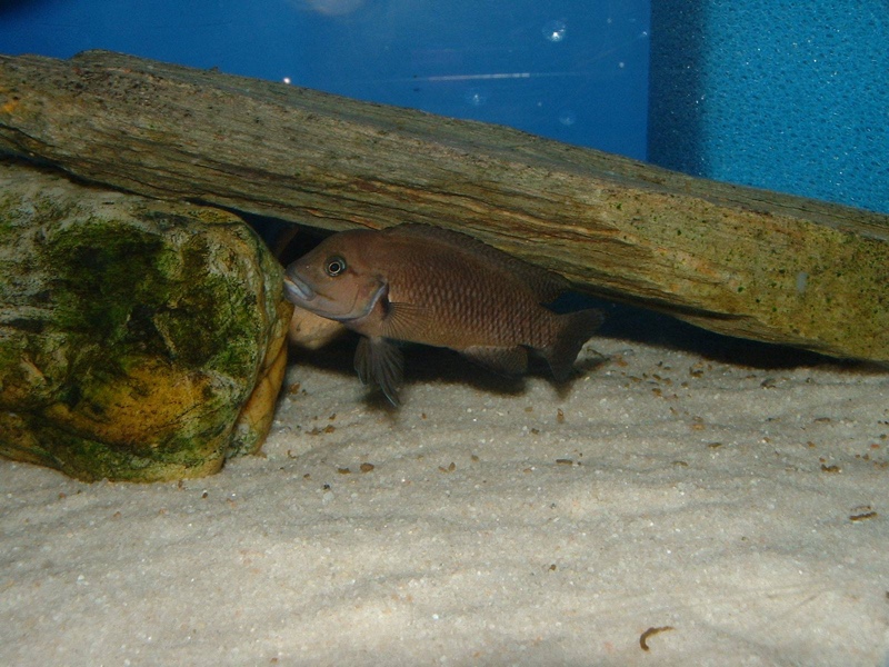 Telmatochromis burgeoni