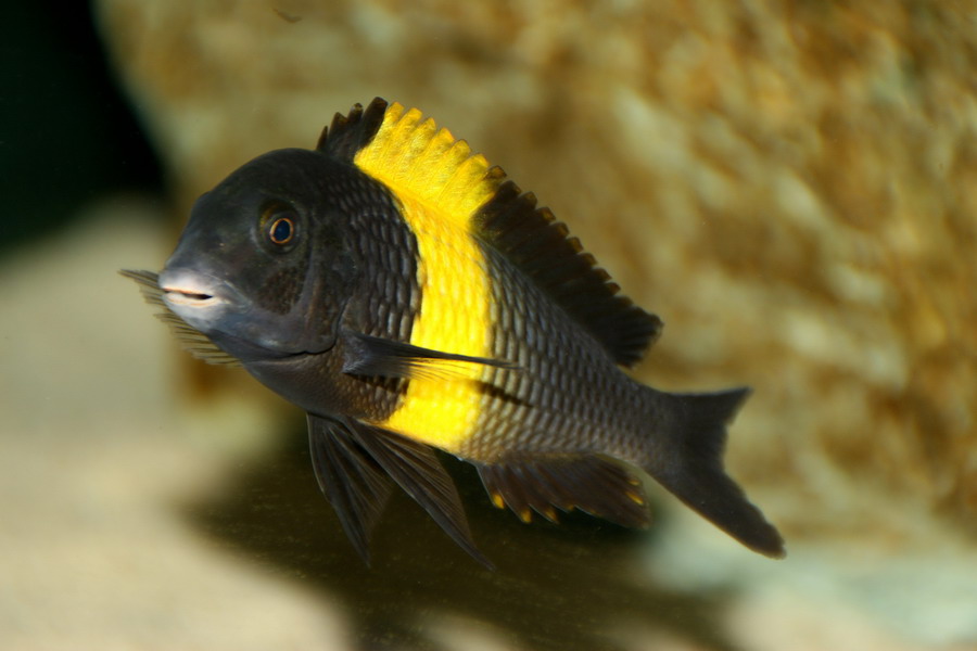 Tropheus moorii kiriza