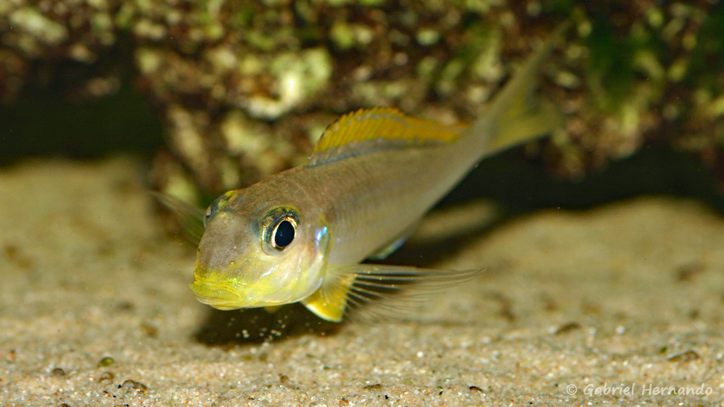 Xenotilapia flavipinnis nyanza F1