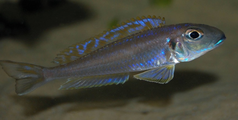 Xenotilapia bathyphilus burundi BLUE