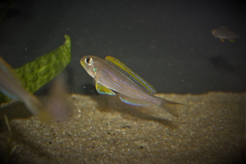 Xenotilapia flavipinnis nyanza lac