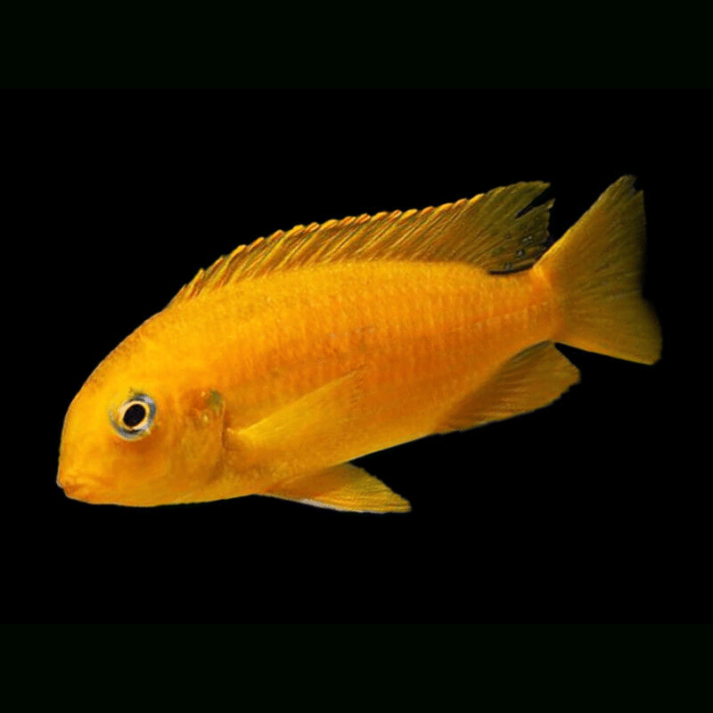Pseudotropheus tropheops orange