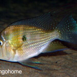 Acarichthys heckeli