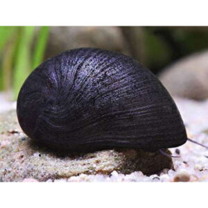 CARACOL CASCO NEGRO