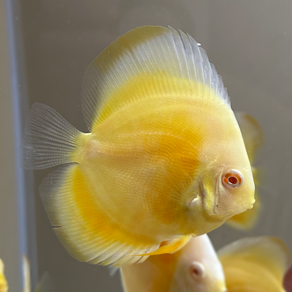 Symphysodon spp. "Golden Albino"