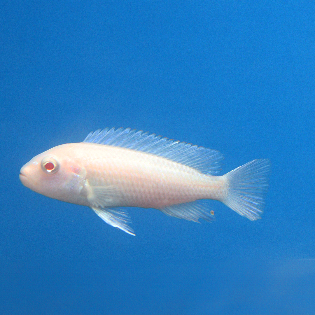 Pseudotropheus zebra albin
