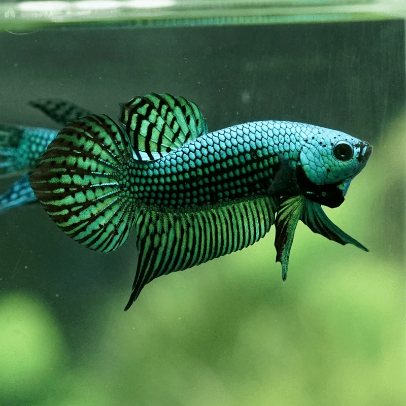 Betta splendens Alien Green Male