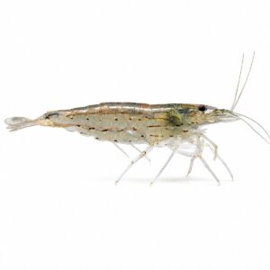 CARIDINA JAPONICA WHITE