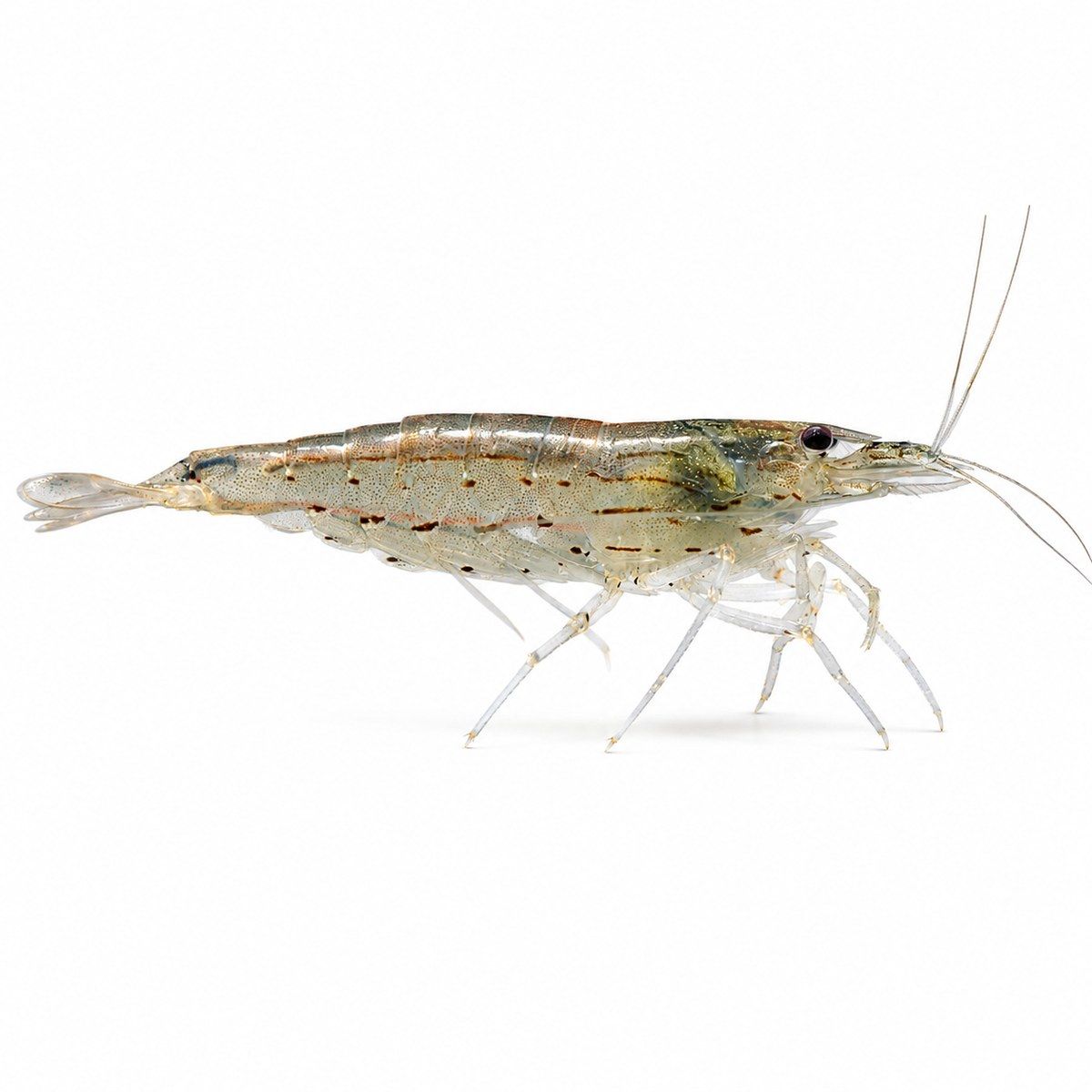 CARIDINA JAPONICA WHITE – 1–2 cm